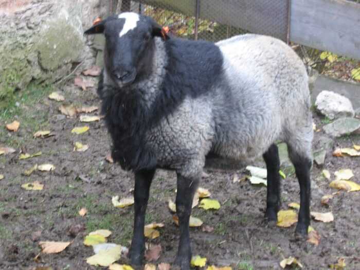 Серые овцы Dartmoor: характеристики, использование и информация о породе