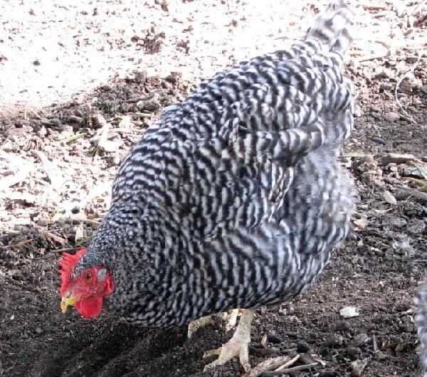 Калифорнийская серая курица: характеристики, темперамент и информация о породе