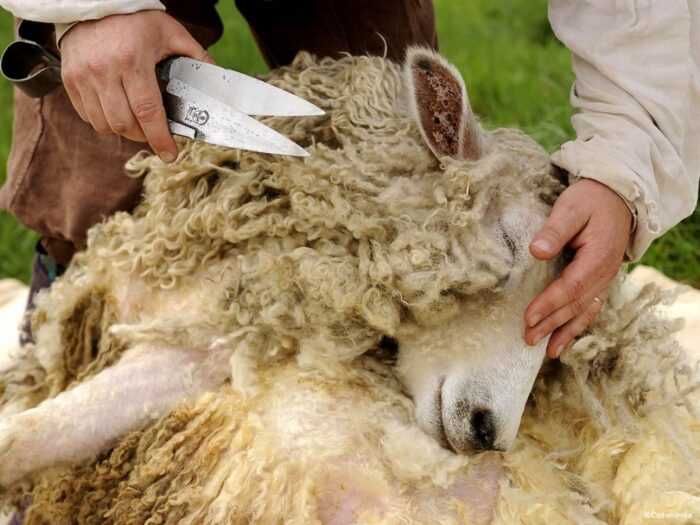 Стрижка овец: как стричь овец (Руководство для начинающих)