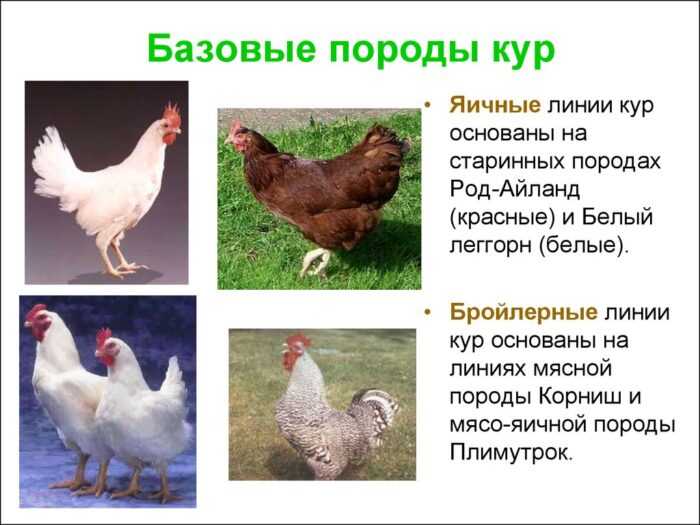 Курица куройлер: характеристики, темперамент и информация о породе