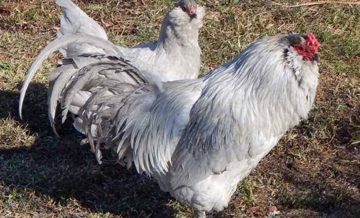Цыпленок амераукана: характеристики, темперамент и информация о породе
