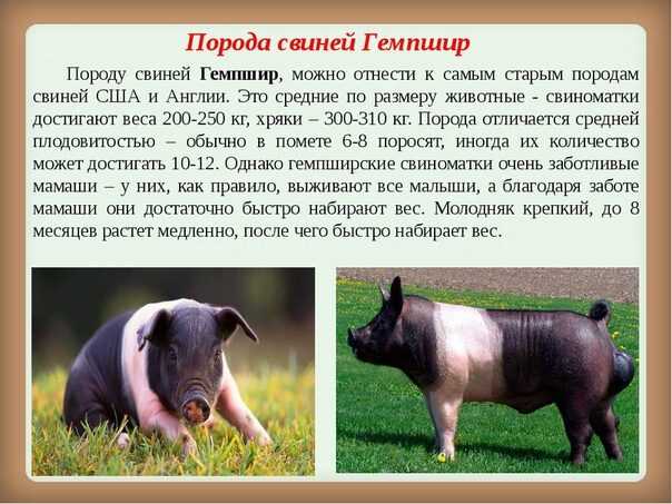 Свинья Тамворта: характеристики, происхождение и информация о породе