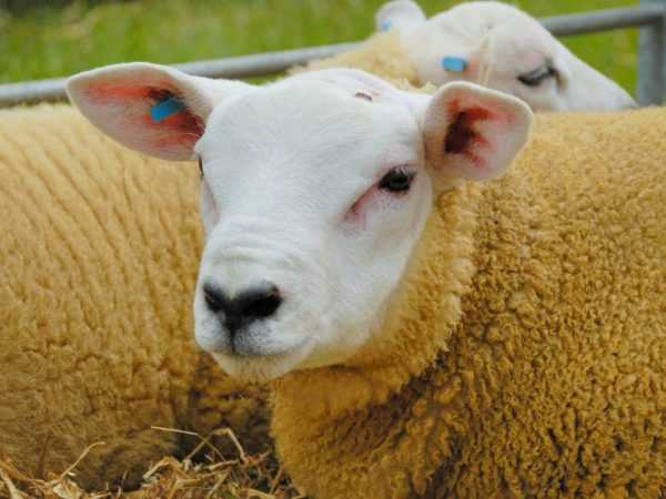 Овцы Авасси: характеристики, происхождение, использование и информация о породе