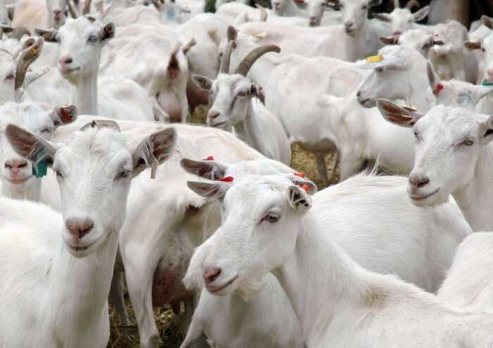 Бизнес по разведению мясных коз: полная информация и руководство для начинающих
