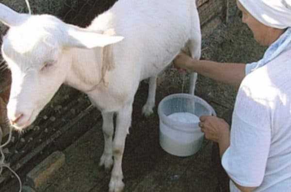 Как доить козу вручную: руководство по ручному доению для начинающих