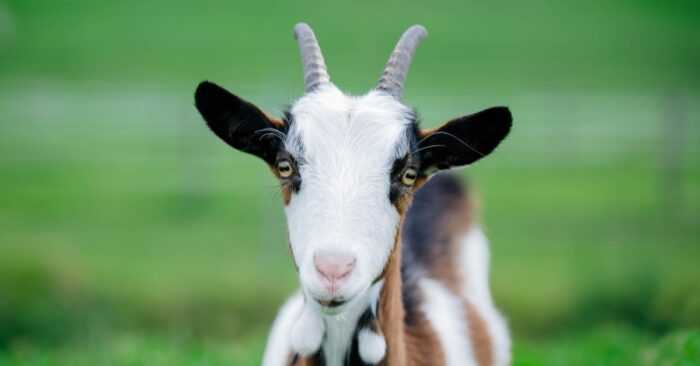 Kinder Goat: характеристики, происхождение, использование и информация о полной породе