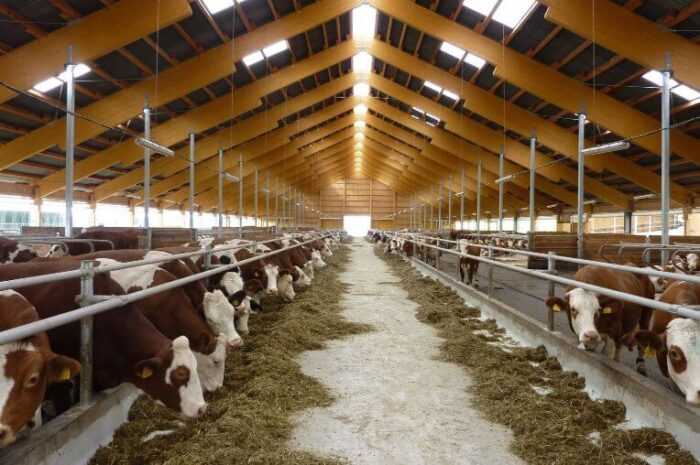 Abondance Cattle Farming: стартовый бизнес-план для начинающих