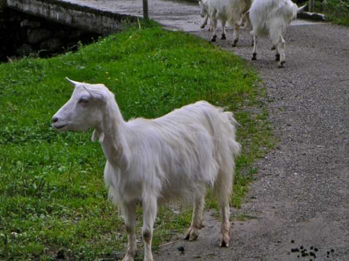 Аппенцелльская коза: характеристики, использование и информация о полной породе