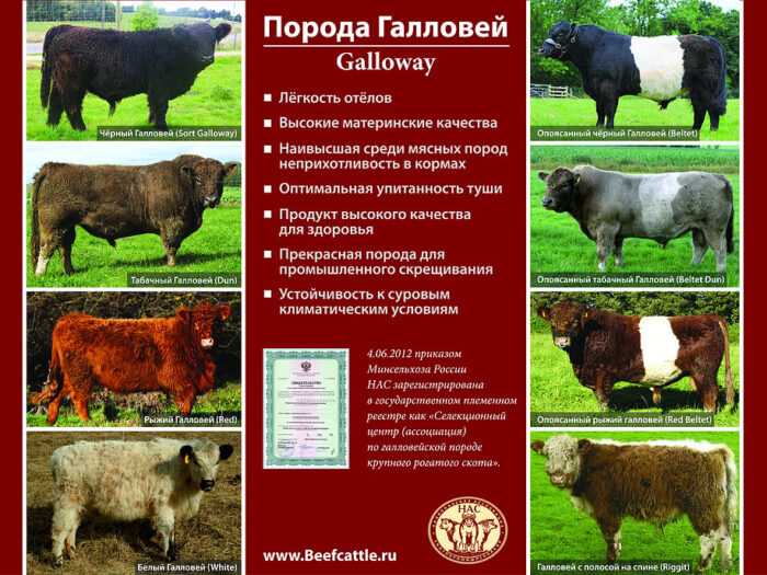Крупный рогатый скот Barzona: характеристики, использование и информация о породе