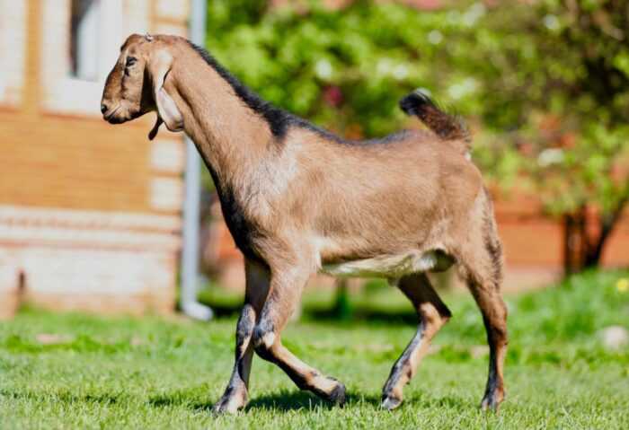 Как ухаживать за нубийскими козами: полное руководство по уходу для начинающих