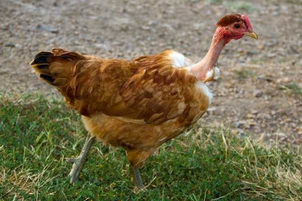 Цыпленок с голой шеей: характеристики, темперамент и информация о породе