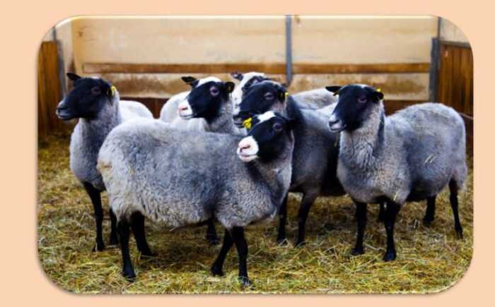 Оксфордский пуховый овец: характеристики, использование и информация о породе