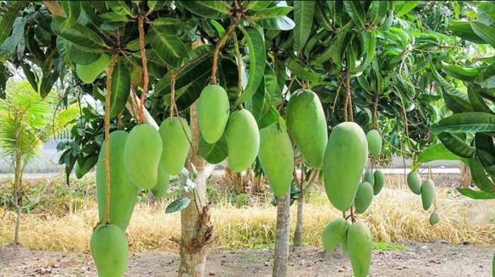 Mango Farming: Руководство по прибыльному производству манго