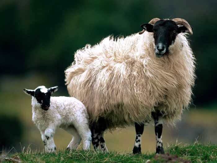 Шотландская овца Blackface: характеристики, использование и информация о породе