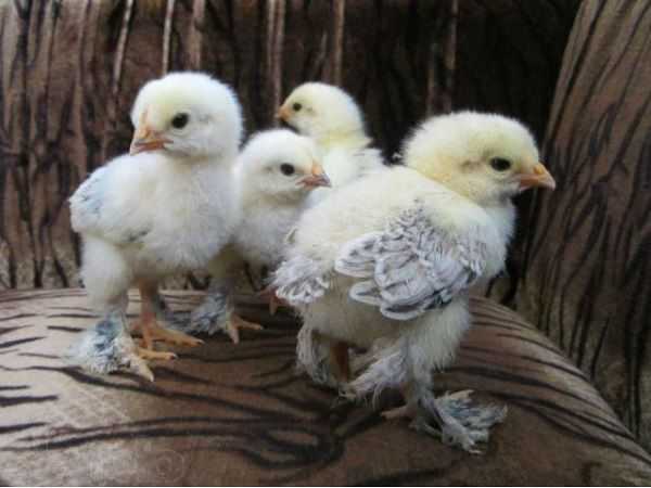 Цыпленок иксуорт: характеристики, темперамент и информация о породе