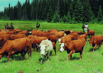 Пунганурский крупный рогатый скот: характеристики, использование и информация о полной породе