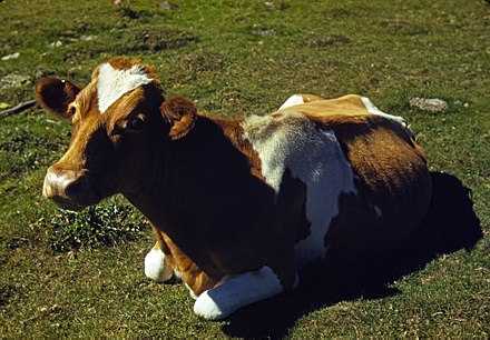 Эйрширский скот: характеристики, использование, происхождение и производство молока