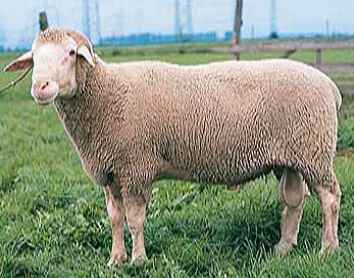 Овцы Merinolandschaf: характеристики, использование и информация о породе