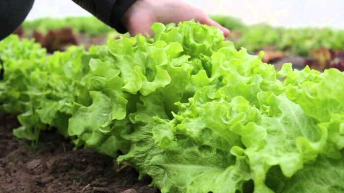 Выращивание рудничного салата: как вырастить рудничный салат в домашнем саду