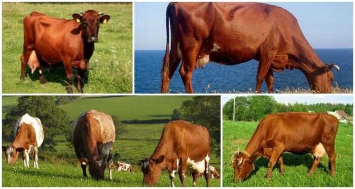 Норвежский красный рогатый скот: характеристики, использование и информация о полной породе