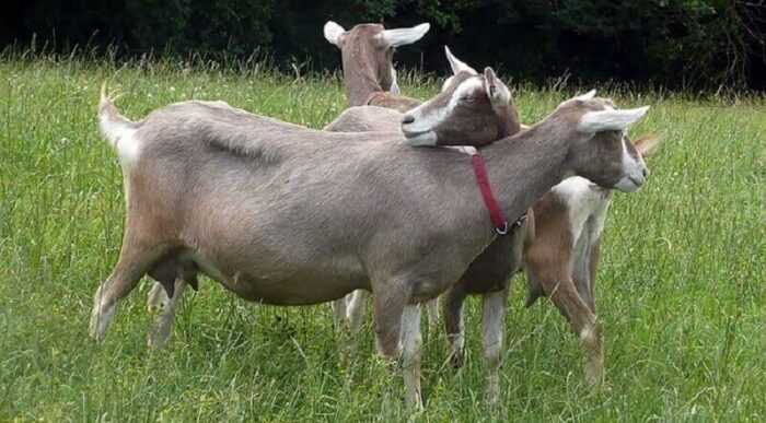 Тауэрншекская коза: характеристики, использование и информация о полной породе