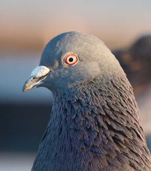 Английский голубь-носитель: характеристики, использование и информация о породе