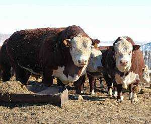 Черный герефордский скот: характеристики и информация о породе