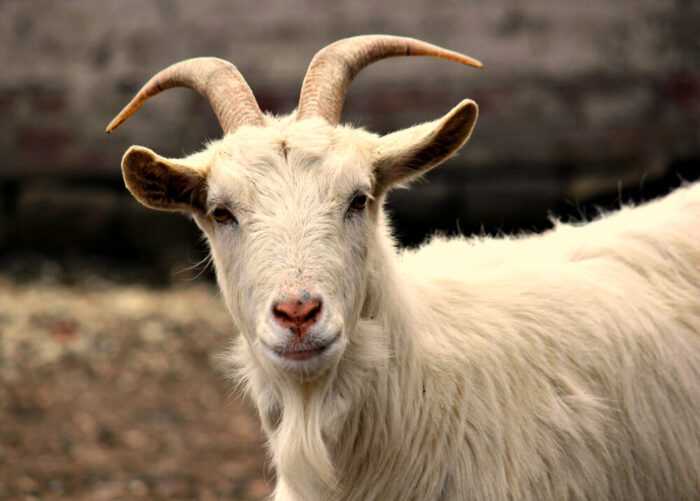 Разведение ангорских коз: стартовый бизнес-план для начинающих