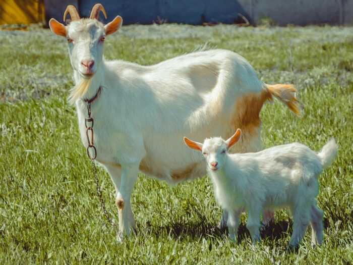 Признаки шутливости козы: как определить, что у козы роженицы