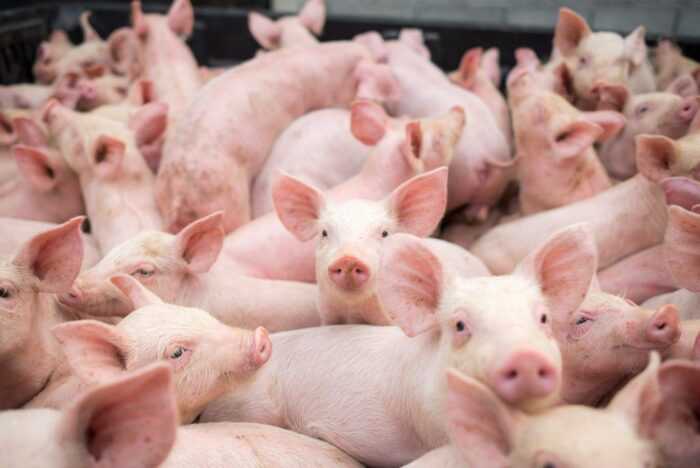 Туропольская свинья: характеристики, происхождение и информация о породе