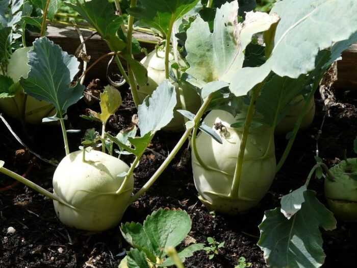 Выращивание кольраби: органическое выращивание кольраби в домашнем саду