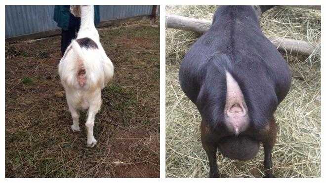 Как определить беременность у коз: полное руководство для начинающих