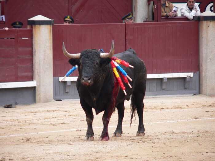 Испанский боевой бык: характеристики, использование и информация о полной породе