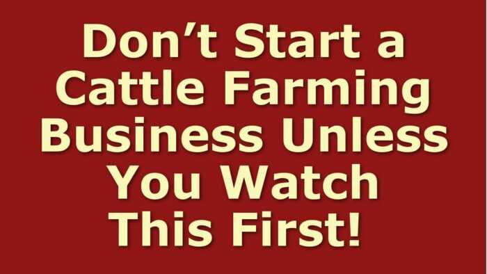Belmont Red Cattle Farming: стартовый бизнес-план для начинающих