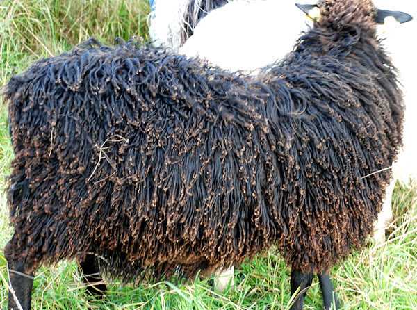 Rya Sheep: характеристики, происхождение, использование и информация о породе