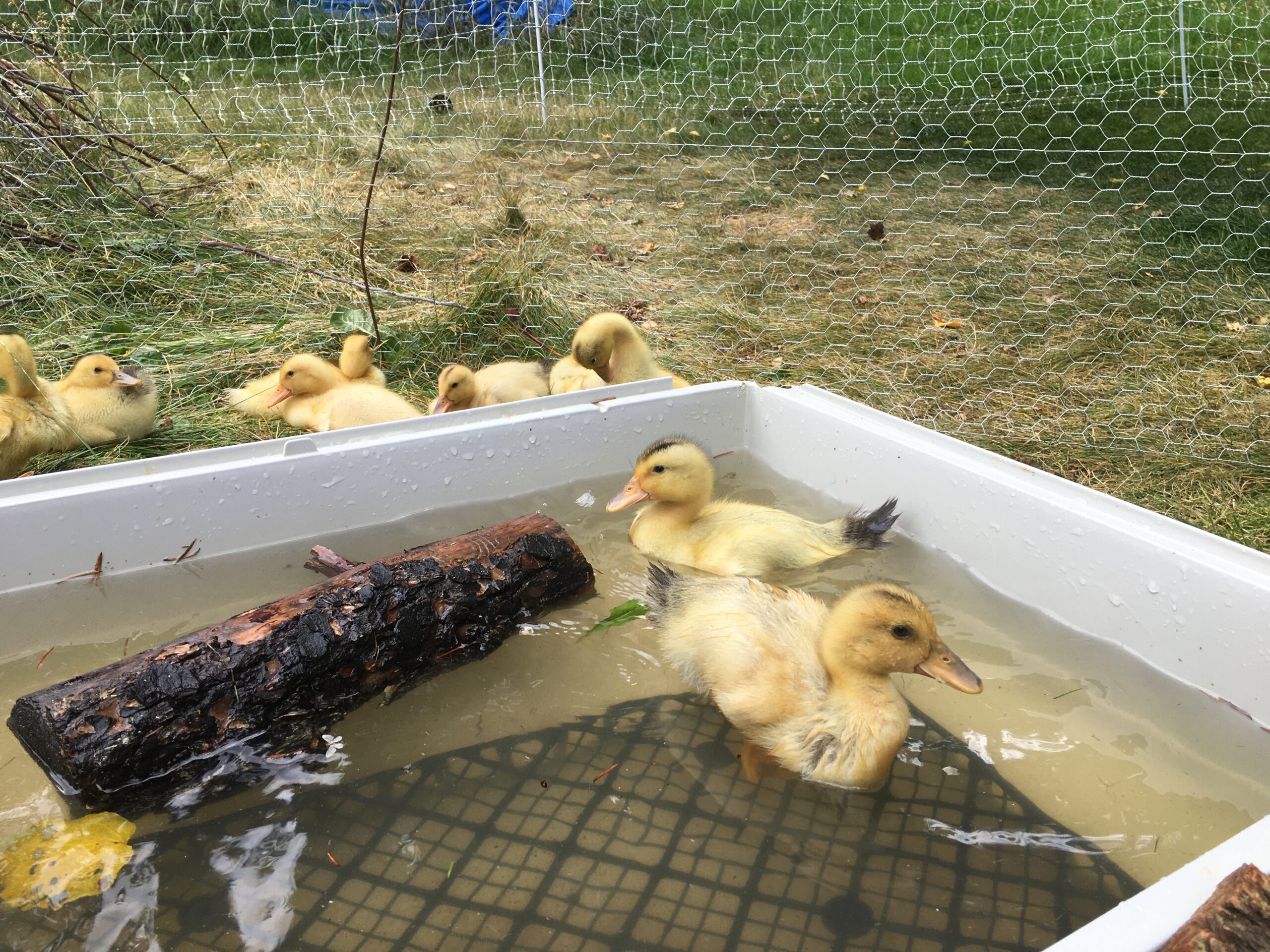 Silver Appleyard Duck Farming: стартовый бизнес-план для начинающих