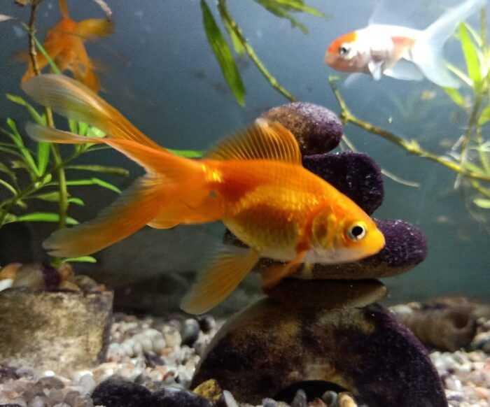 Золотая рыбка Тосакин: характеристики, диета, разведение и применение