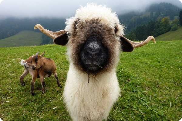 Черная валлийская горная овца: характеристики и информация о породе