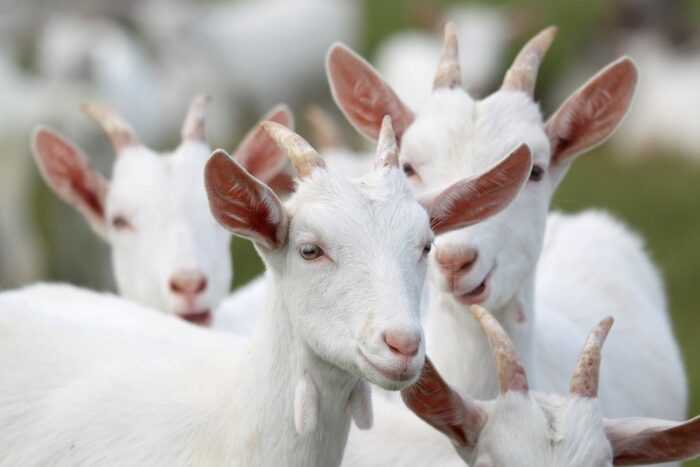 Как обустроить ферму для коз: руководство для начинающих