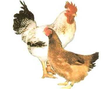 Курица из американской дичи: характеристики, темперамент и информация о породе