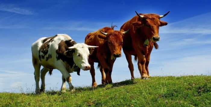 Крупный рогатый скот луин: характеристики, использование и информация о полной породе