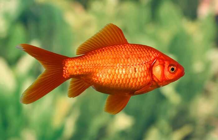Золотая рыбка обыкновенная: характеристики, диета, разведение и использование