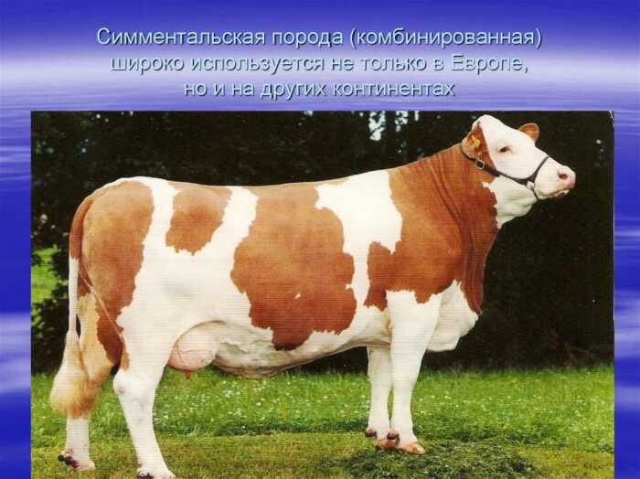Симментальский крупный рогатый скот: характеристики, использование и информация о полной породе
