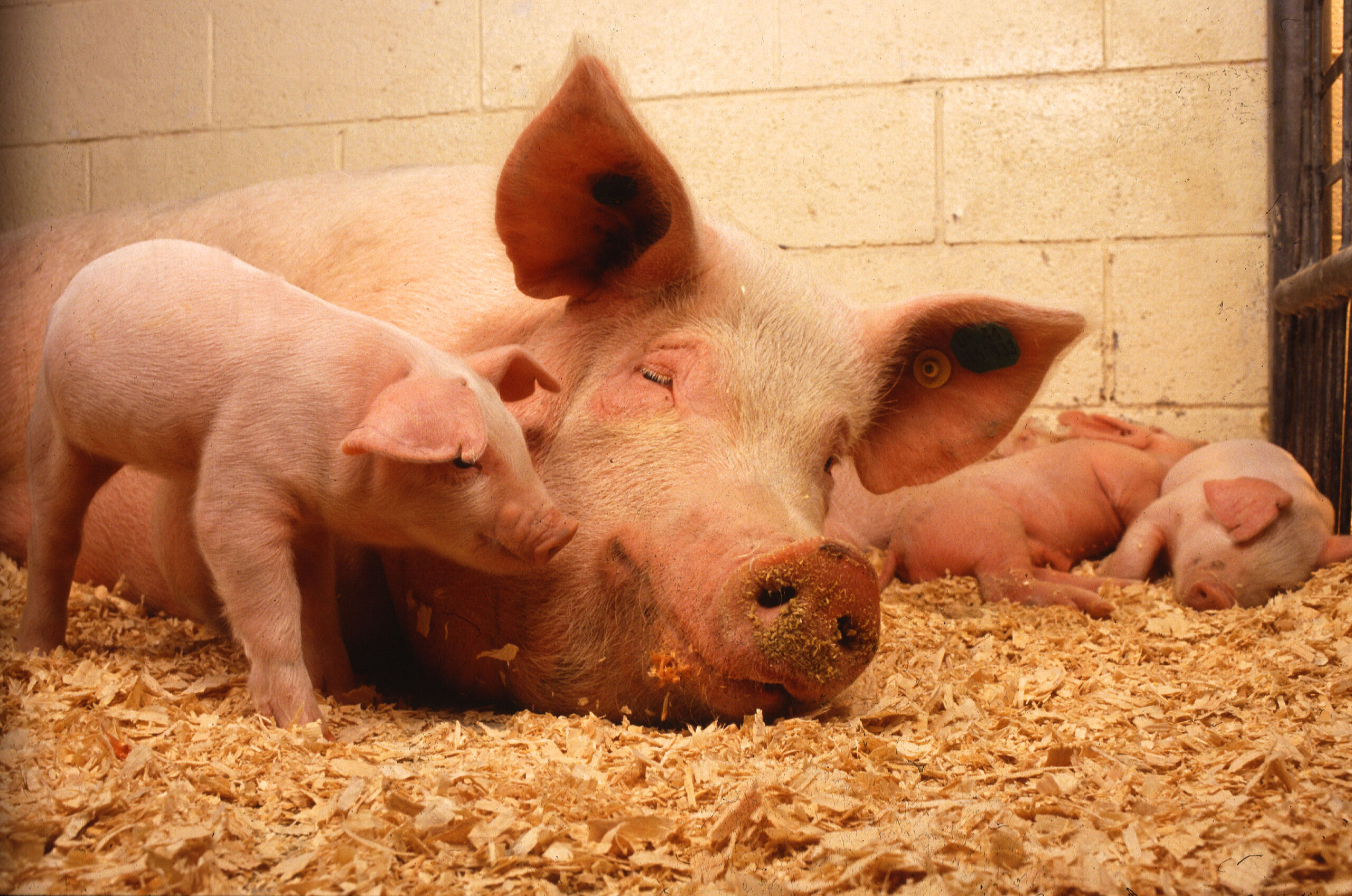 Свинья чокто: характеристики, происхождение и информация о породе