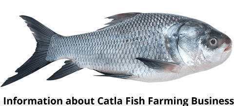 Catla Fish Farming: коммерческий бизнес для начинающих