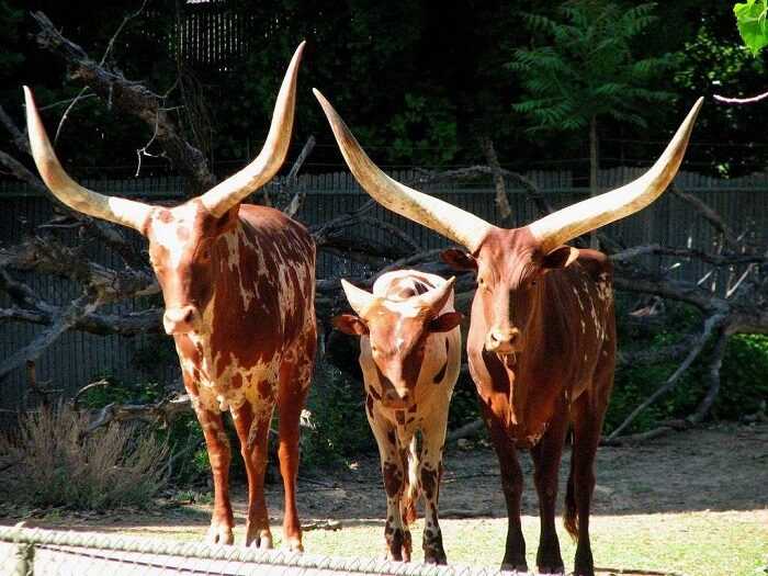 Крупный рогатый скот анколе-ватуси: характеристики и информация о породе