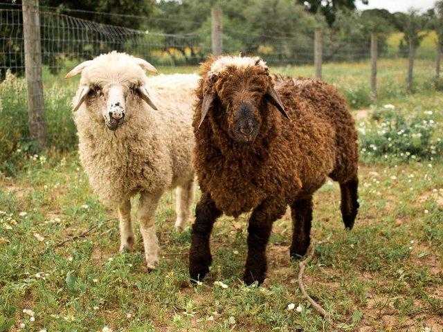 Поморская грубошерстная овца: характеристики и информация о породе