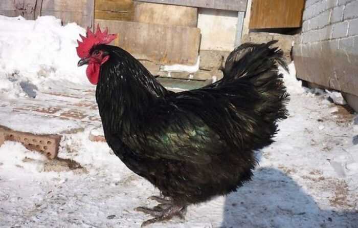 Цыпленок Ява: характеристики, темперамент и информация о породе