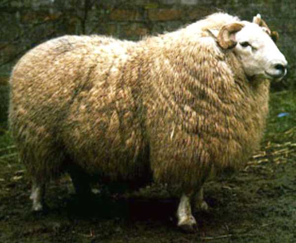 Овцы Brecknock Hill Cheviot: характеристики, использование и информация о породе