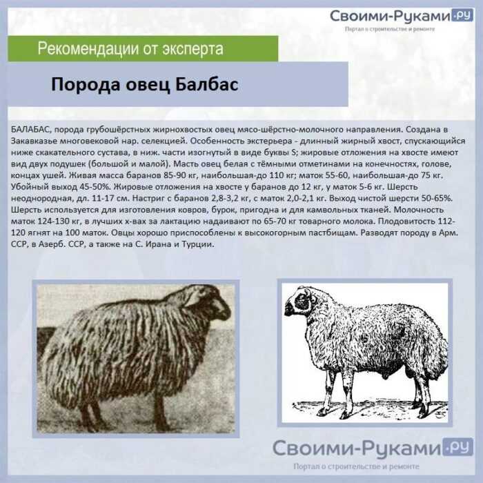 Овцы Алгарве чурро: характеристики, использование и информация о породе